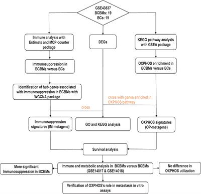 RNA Sequence Profiling Reveals Unique Immune and Metabolic Features of Breast Cancer Brain Metastases